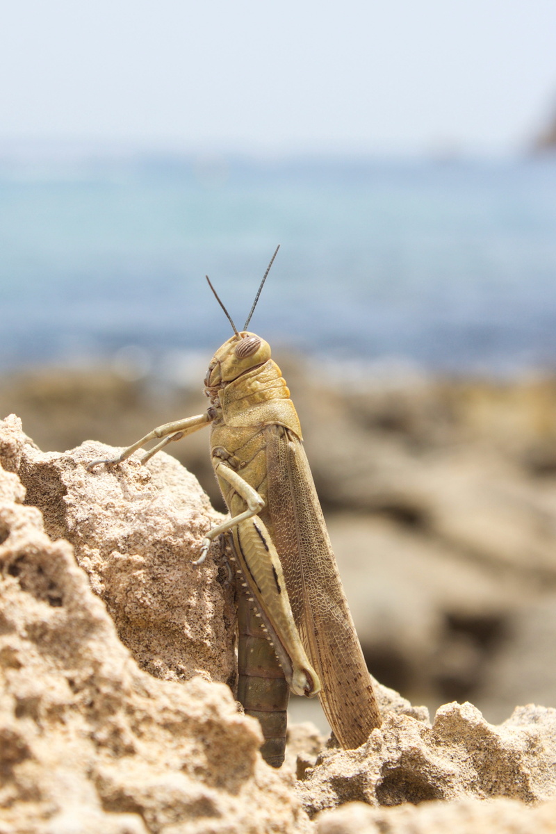 bug, day, wild, invertebrate, animal themes, selective focus, one animal, Spain, animals in the wild, close-up, animal antenna, Locust, 4K, brown, hopper