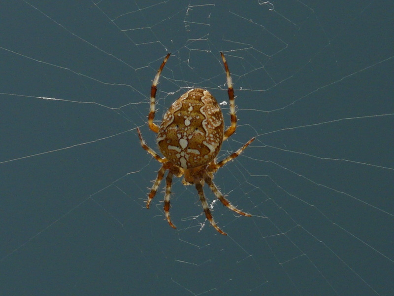 animal leg, araneus diadematus, animal wildlife, poisonous, cobweb, beige, close-up, wheel spider, network, garden, 2K, animal portrait, invertebrate
