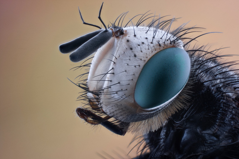 spring, insect, animal mouth, animal wildlife, garden, invertebrate, 4K, animal themes, fly, animal antenna, closeup, nature, animal hair, black, butterfly - insect