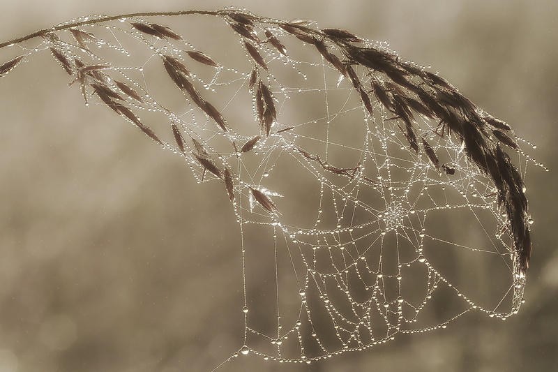 spider Web, photo, selective focus, fragility, no people, vulnerability, nature, day, wet, spider webs, 2K, dew, close-up, morgentau, complexity, plant