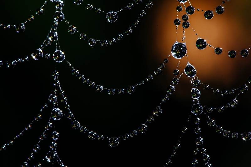 photo, bubble, wealth, bead, arachnid, wet, nature, necklace, pearl jewelry, dewdrops, wildlife, indoors, diamond - gemstone, close-up, texture, spiderweb