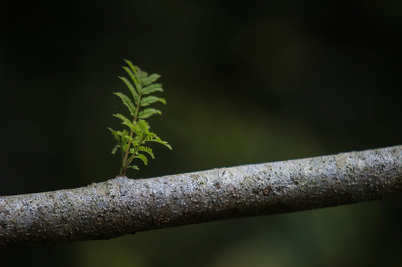 abies, animal, close-up, textured, fungus, baguio, selective focus, garden spider, tranquility, no people, spider, outdoors, agaric, fern, green color