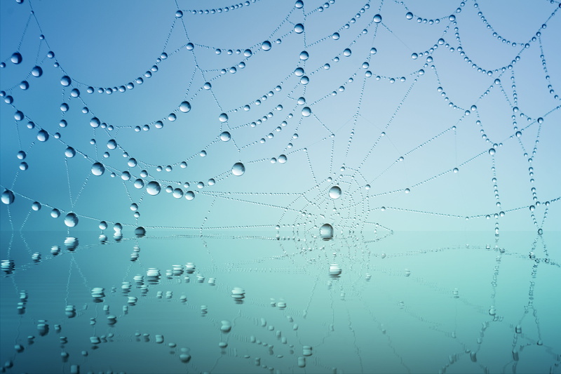 morning, drop of water, moist, blue, wet, cobweb, drip, abstract, web, backgrounds, water, morgentau, colored background, autumn, close-up, spider web