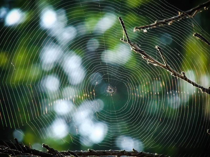 close, cobweb, silk, natural, focus on foreground, spider, outdoors, 2K, spiderweb, spider web, day, animal, no people, natural pattern, design, morning