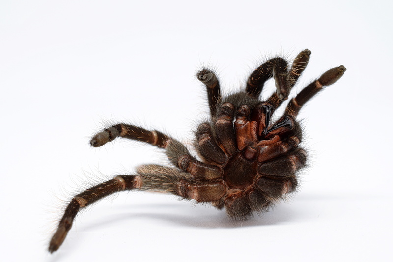 brachypelma, extreme close-up, indoors, disgust, hairy, animal body part, close-up, exotic, animal world, spider legs, tooth, arachnid, cut out, pet, insect eater