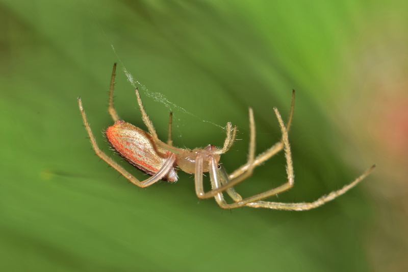 orb spider, webbed, 5K, arachnid, creepy, arachnophobia, day, predatory, web, phobia, insect, species, leaf, no people, close up, green color, trapping