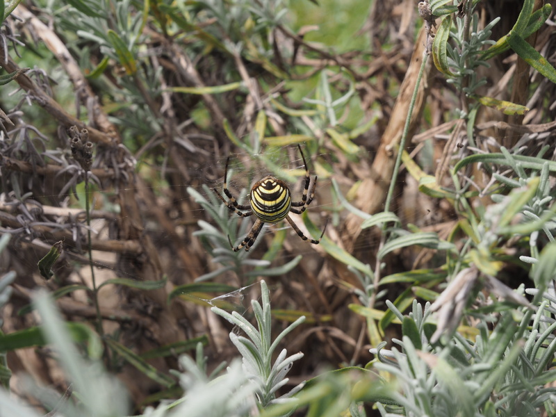 network, close-up, 4K, disgust, animal wildlife, one animal, creature, animal world, spinning up, selective focus, wasp spider, nature, invertebrate, leaf
