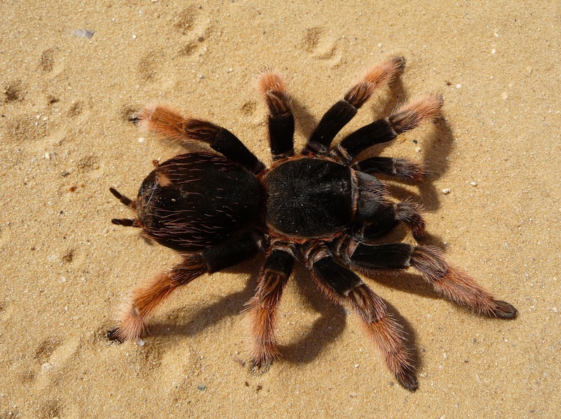 day, animal themes, zoology, red knee poisonous, hairy, red, brachypelma klaasi, one animal, arachnophobia, close-up, wildlife, marine, animals in the wild