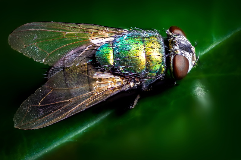 bug, eye, wings, green, 4K, insect, bottle, macro, fly, invertebrate, butterfly - insect, blue, close-up, animal wing, animal body part, animal, animal wildlife