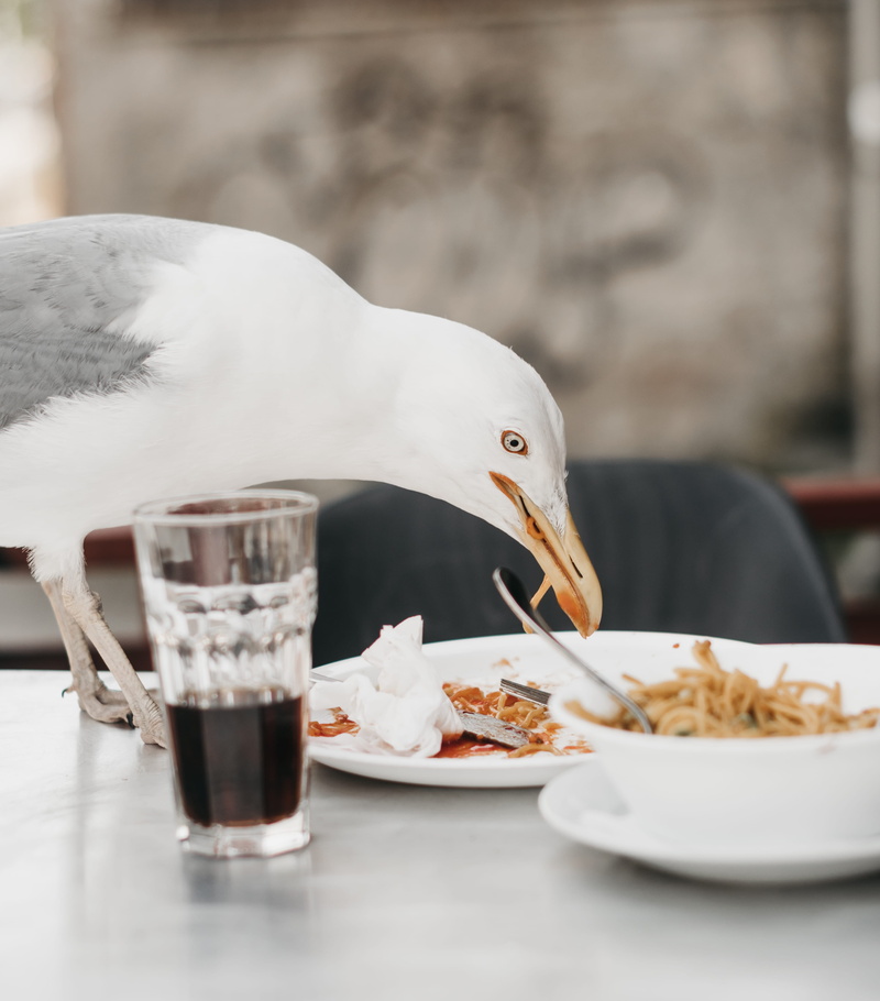 seagull, vertebrate, ready-to-eat, eating utensil, noodle, sea side, beverage, animal, birdeating, eating food, eating, hungry, meal, glass, refreshment