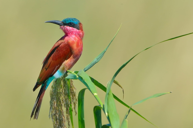 1080P, Merops nubicoides, cheloeka, formerly Carmine Bee-eater, schurka, bird, Southern carmine bee-eater