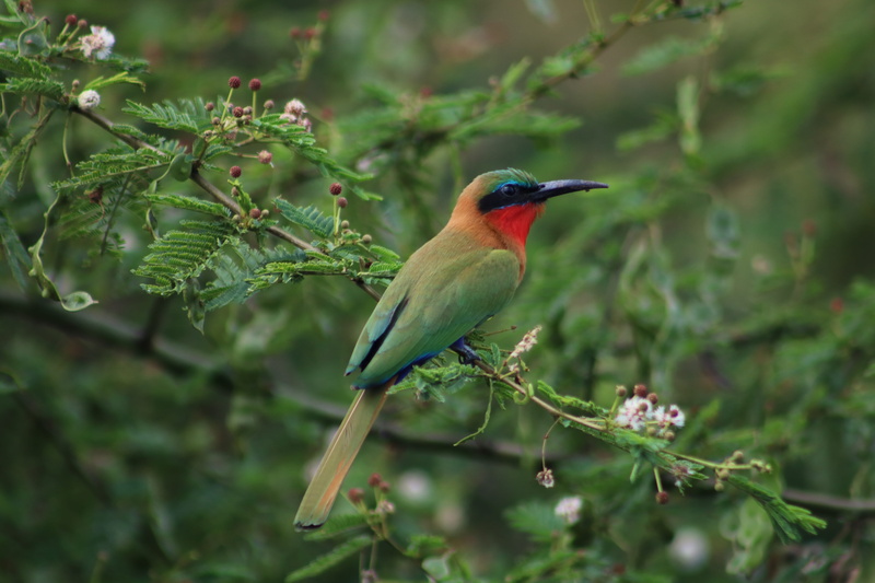animals in the wild, vegetation, green color, focus on foreground, no people, close-up, 5K, perching, tree, day, growth, plant, outdoors, africa, green