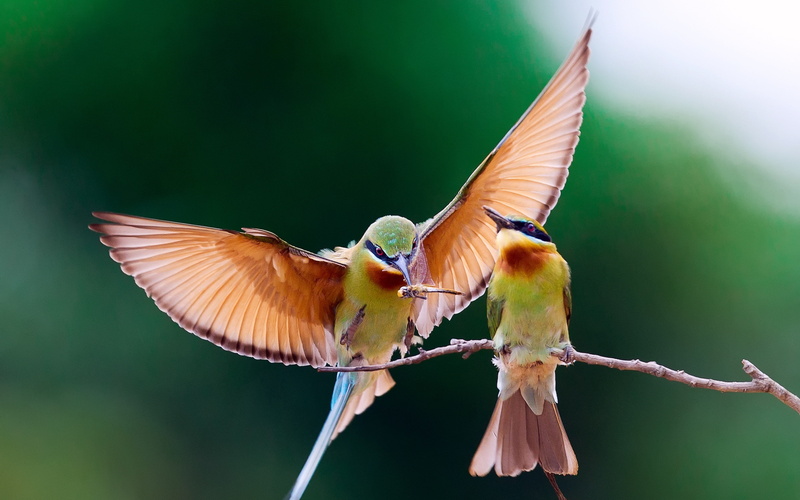 couple, bee-eater, branch, 4K, Download 3840x2400 bee-eater, bird backgrounds