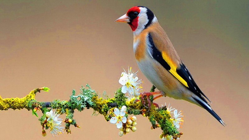 beauty in nature, 1080P, vertebrate, songbird, branch, no people, animal, yellow, animal wildlife, bird, day, finch, goldfinch, animals in the wild, animals