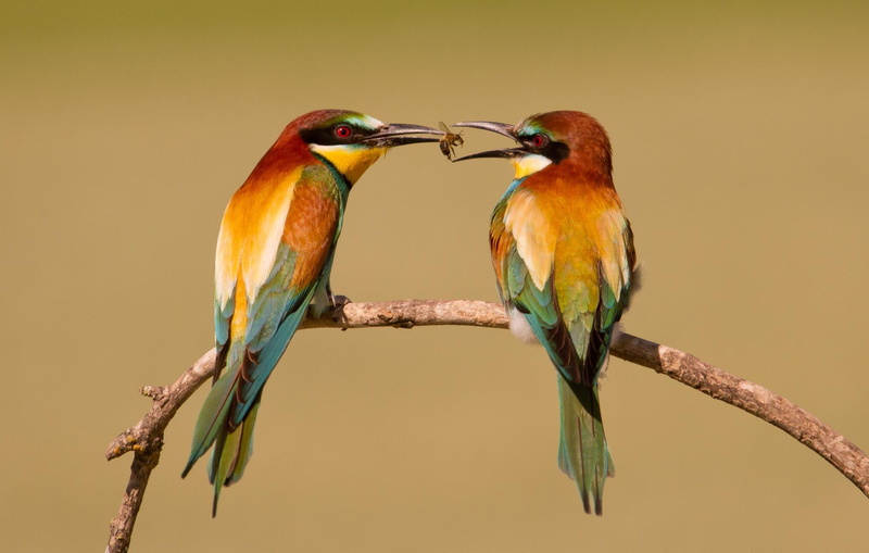 bee, eaters, 1080P, animal, animals, eater, birds, bird