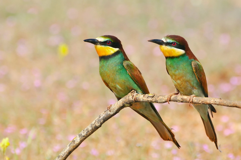 small, no people, plant, day, animals in the wild, perching, nature, close-up, focus on foreground, outdoors, group of animals, green, two animals, 1080P