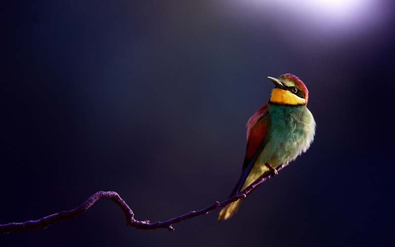 bee-eaters, birds, animals, 1080P