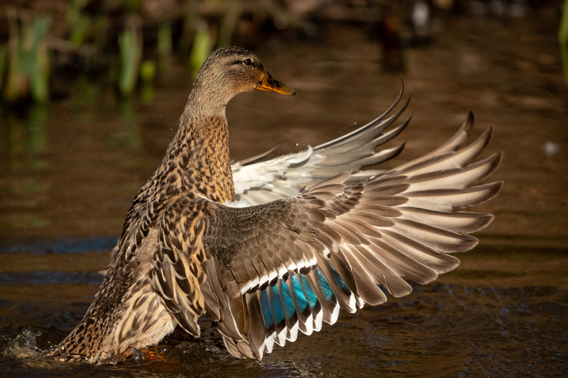 goose, animal themes, bird, one animal, outdoors, brown, focus on foreground, no people, aquatic, black swan, teal, mallard, seafood, mallard duck, day