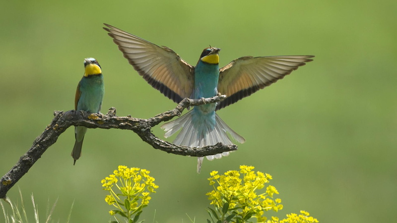 animals, bee-eaters, bee, green, european, eaters, yellow, birds, 1080P