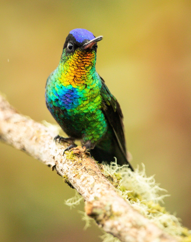selective focus, bird, apidae, plant, 2K, branch, rainbow lorikeet, outdoors, multicolored, focus on foreground, nest, vertebrate, hummingbird, insect