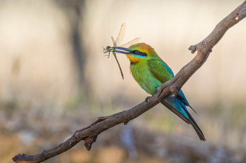 animal wildlife, dragon fly, animal themes, branch, bee, vertebrate, nature, bird, one animal, tree, rainbow, caught, no people, prey, animal, outdoors