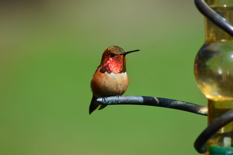 5K, animal, day, no people, brown, one animal, anacortes, hummingbird, red, flying, woodpecker, looking, flicker bird, animals in the wild, apidae, nature