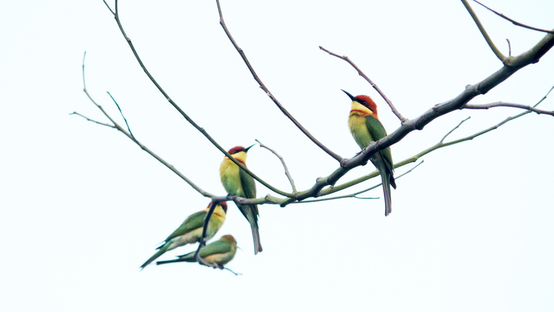 india, colourful, outdoor, wild, clear sky, tree, two animals, perching, south, natural, forest, vertebrate, plumage, nature, animal themes, plant, sky