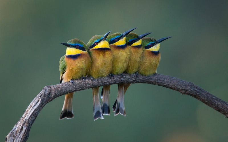 Bee-Eater, Bird, Birds, 1080P, Branch