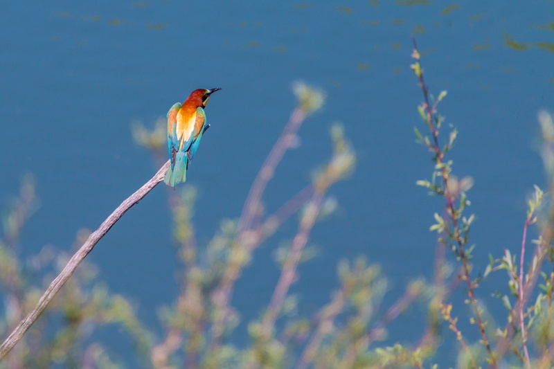animals in the wild, branch, outdoors, kingfisher, 4K, day, birds, animal world, blue, sunlight, water bird, european bee eater, nature, wildlife photography