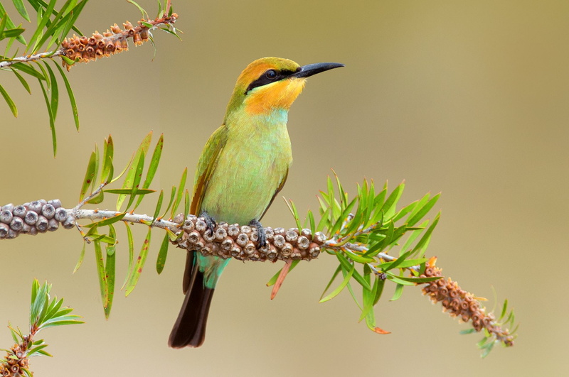 Bee-Eater, Rainbow Bee-Eater, Bird, Birds, 1080P, Branch, Animal, Colorful