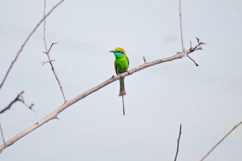 tree, perched, twig, focus on foreground, nature, animals in the wild, one animal, no people, vertebrate, 2K, day, animal wildlife, bare tree, plant, beauty in nature