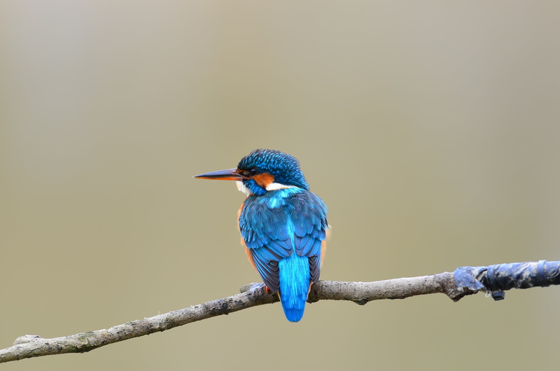 wild, photography, one animal, drawing, animal, photographer, kingfisher, animal wildlife, outdoors, photos, 4K, red, wings, beak, halcyon common, feather