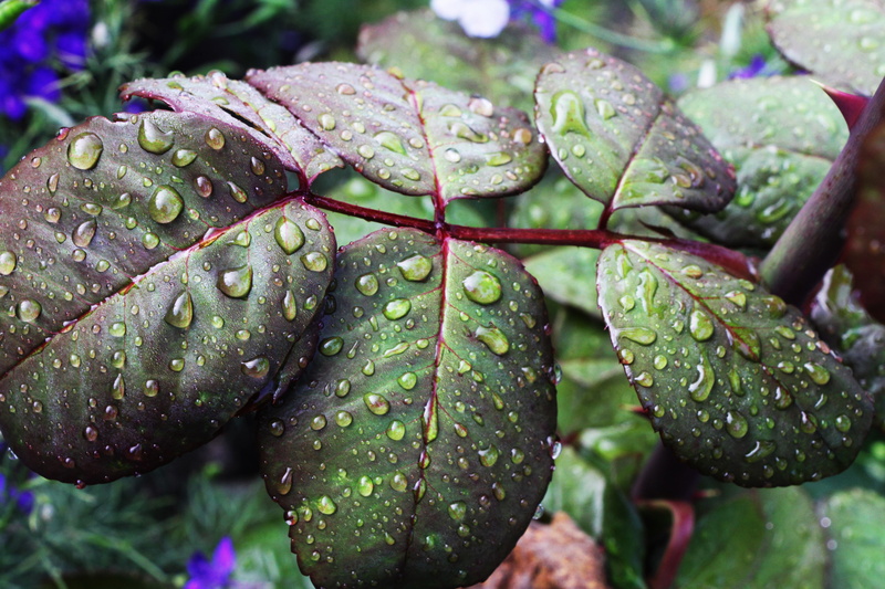 summer, leaves, rainy season, freshness, drop, dew, branch, rain, beauty In Nature, tree, no people, purity, green Color, cactus, outdoors, focus on foreground