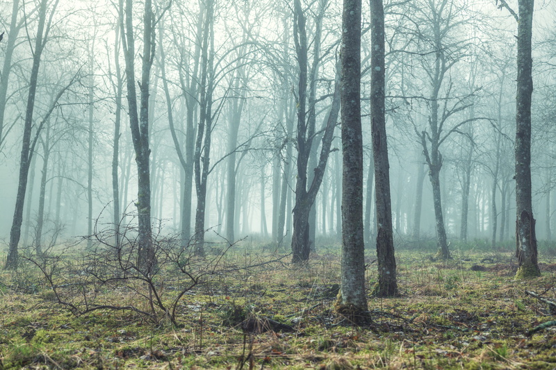scenics - nature, aulanko, woods, soft light, moor, non-urban scene, nature, moorland, morning, finland, woodland, peaceful, no people, tree, beauty in nature