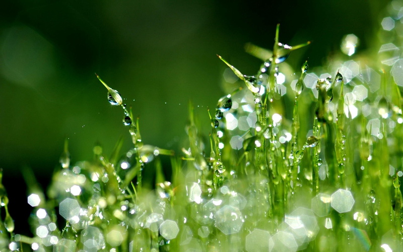 focus on foreground, meadow, green, morning, vulnerability, drop, liquid, bright, green Color, rain, nature, close-up, sunlight, environment, growth, summer