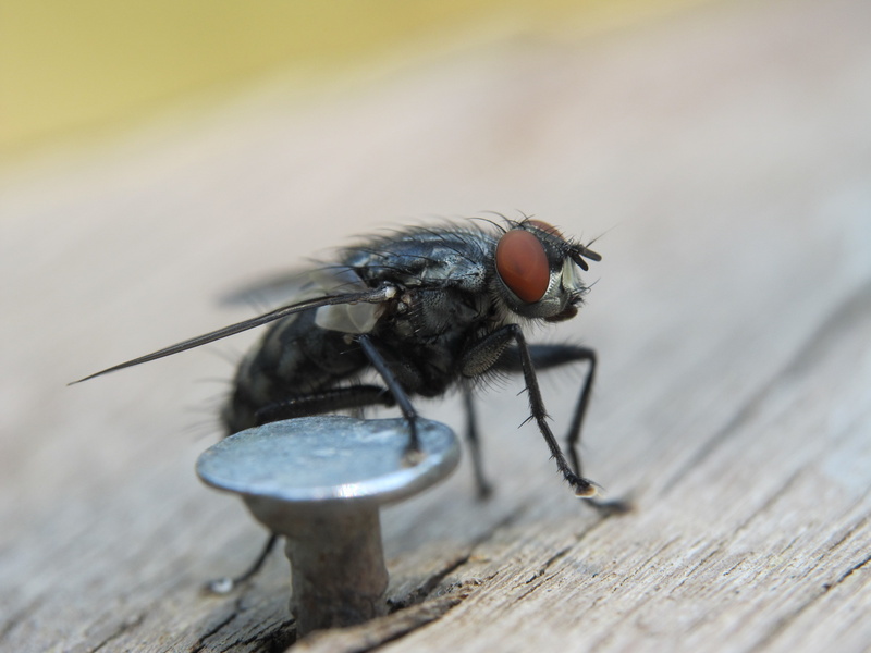 4K, flies