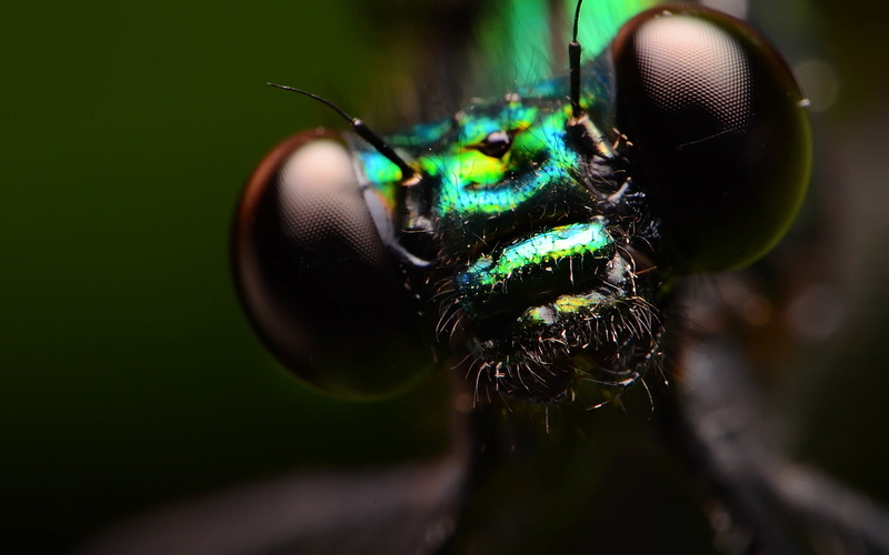 green, green color, close-up, extreme close-up, macro, animals in the wild, animal antenna, focus on foreground, fly, animal head, flies, 1080P, animal themes