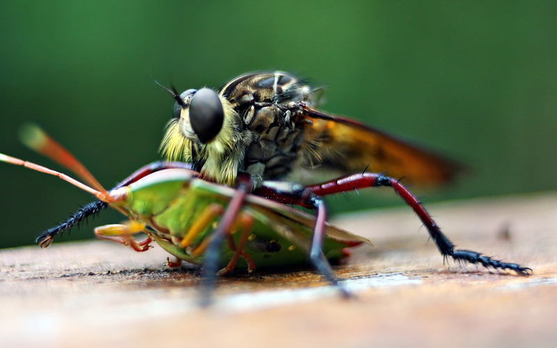 flies, close-up, green color, insect, animal eye, day, animal themes, animals, 1080P, selective focus, animal wildlife, invertebrate, outdoors, animal wing