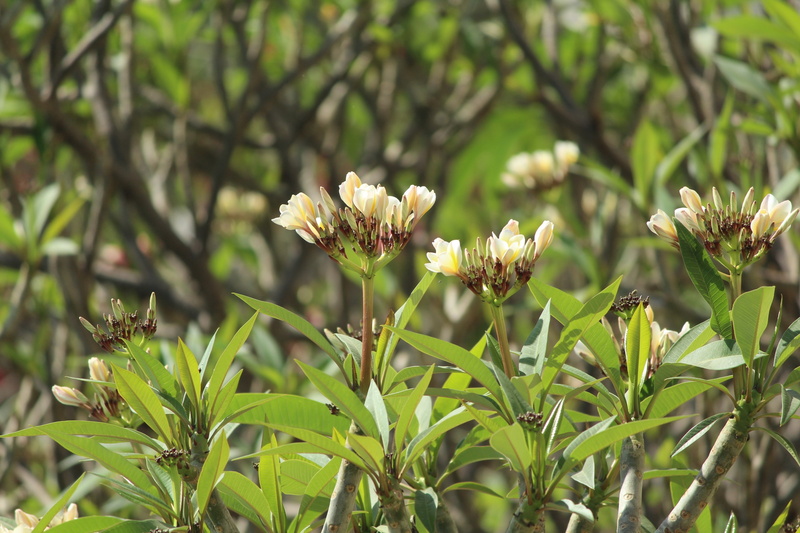 flowers, close-up, inflorescence, flies, plant part, focus on foreground, fragility, leaf, no people, vulnerability, flowering plant, petal, flower, macro