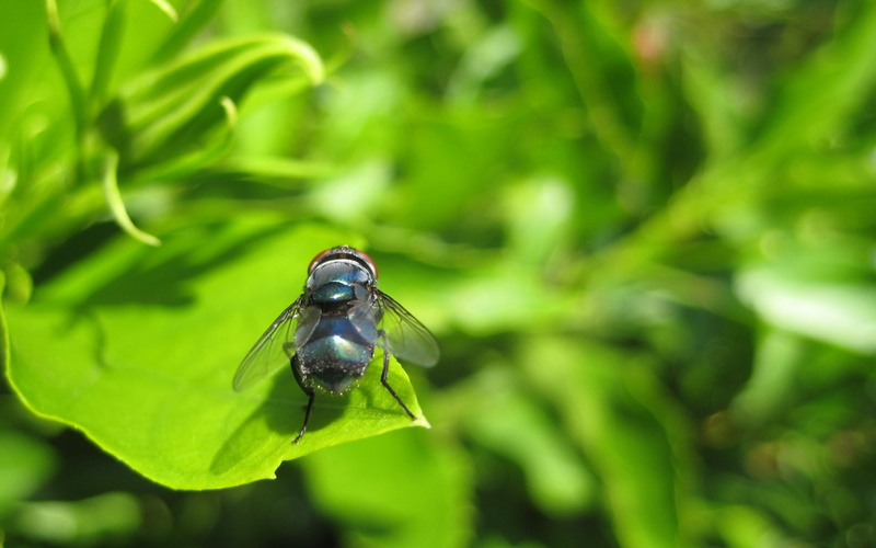 outdoors, nature, plants, horsefly, zoology, leaf, beauty in nature, animal wing, no people, green, insect, green color, one animal, animal themes, close-up