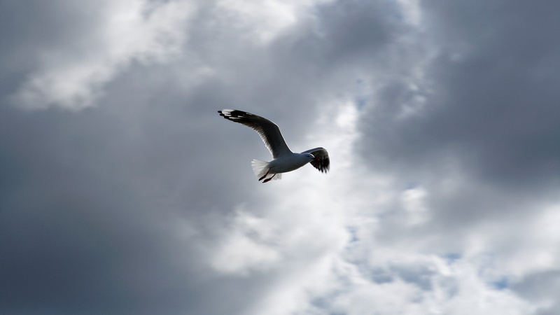 bird, flying, ominous, motion, low angle view, mid-air, beauty in nature, seagull, animal wildlife, outdoors, nature, birds, one animal, vertebrate, spread wings