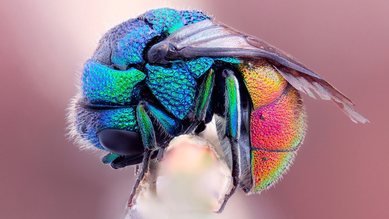 Colors, Colorful, Flies, 1080P