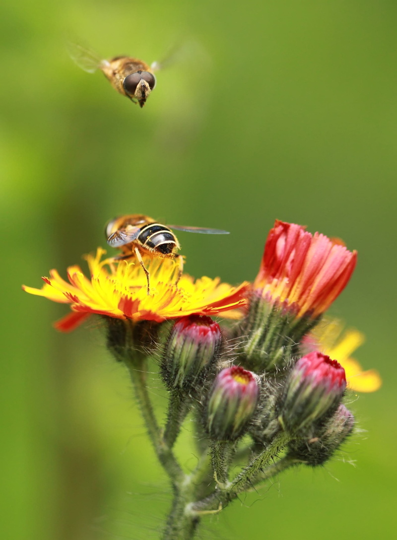 macro, freshness, close, blossom, animals, red, bee in the approach, pollen, fauna, animal wildlife, animal world, insect, flowers, nature, 2K, animals in the wild