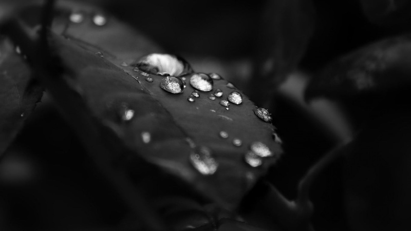 flowering plant, grayscale, nature, water, selective focus, plants, monochrome, plant part, wet, raindrop, plant, macro, leaves, photo, purity, leaf, drop