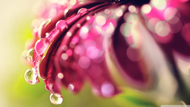 flower head, water, flower, growth, beauty in nature, dew, drop, water drops, fragility, macro, wet, droplets, 2K, plants, flowering plant, nature, flowers