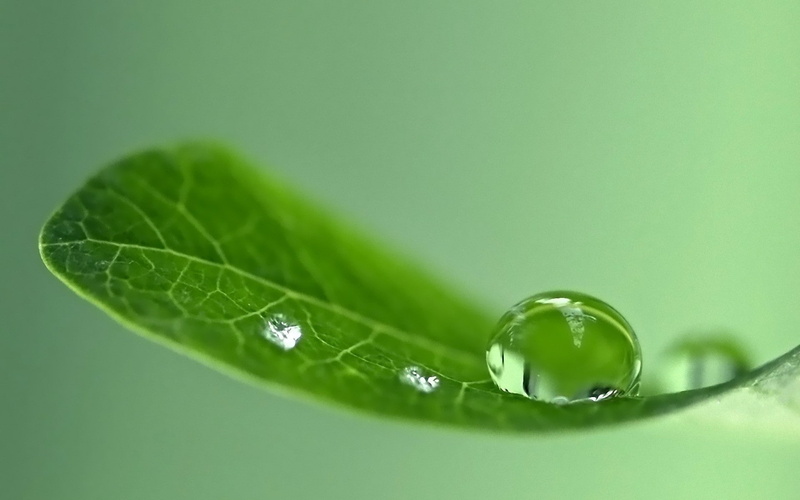 1080P, nature, leaves, water drops, macro