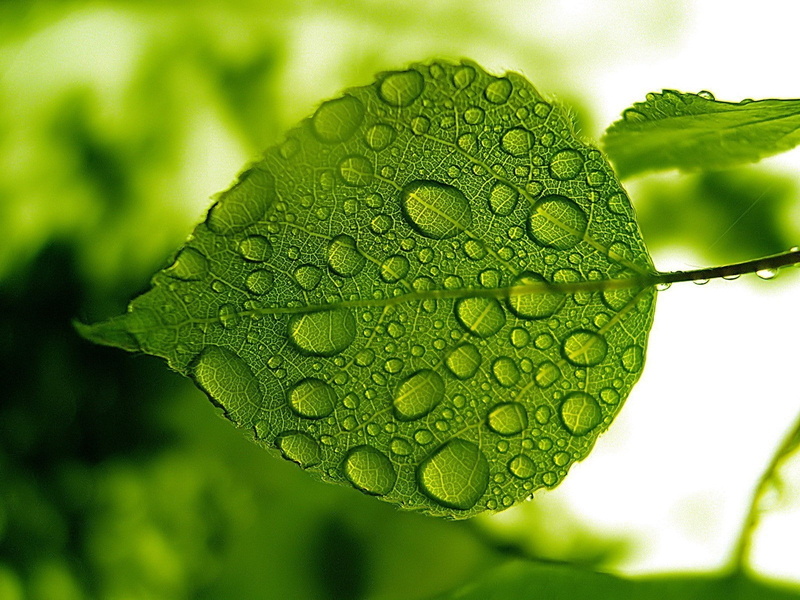 plant part, focus on foreground, freshness, purity, outdoors, pattern, food and drink, 720P, growth, nature, water, no people, wet, dew, green color, water drops