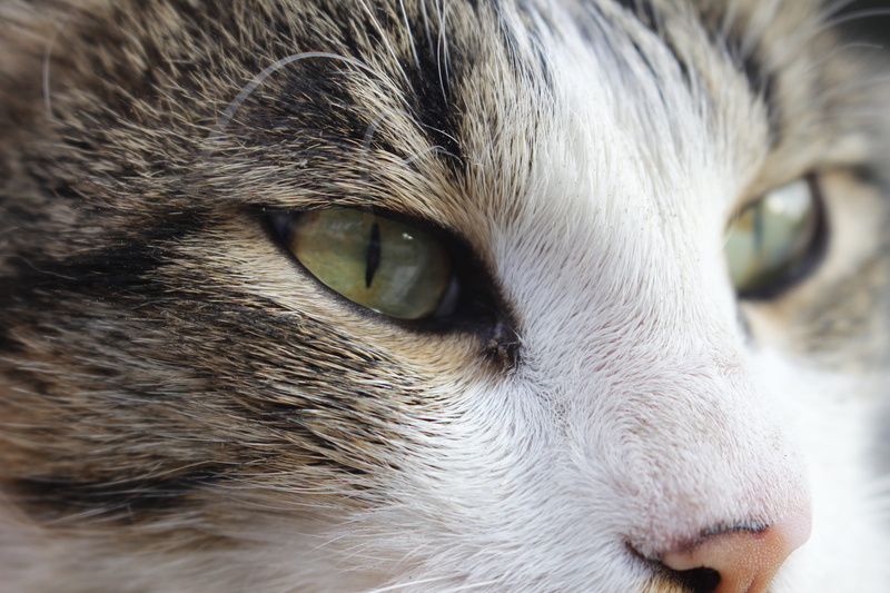 5K, pets, vertebrate, animal nose, one animal, animal hair, cat, eye, tehran, tabby, animal head, domestic, iran, animal themes, no people, hair, animal