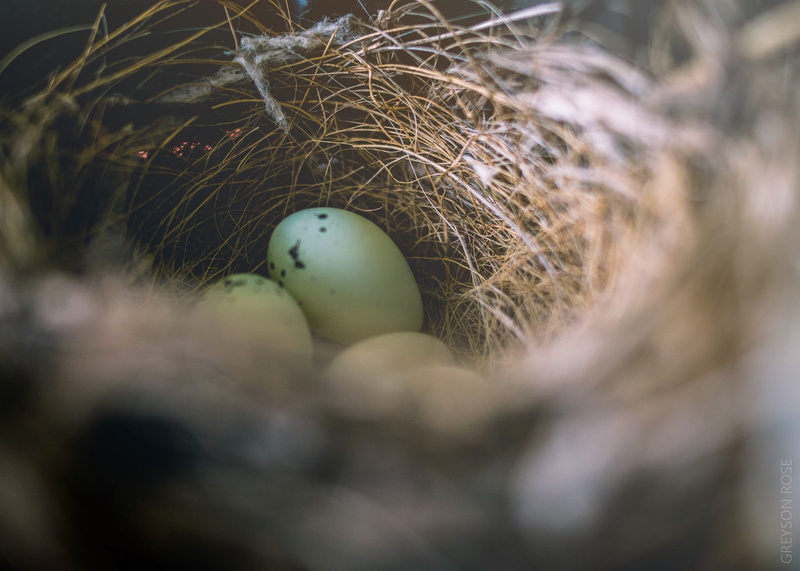 food, nests, food and drink, outdoors, selective focus, bird, nature, bird nest, beginnings, eggs, focus on background, day, fragility, egg, animal, nest egg