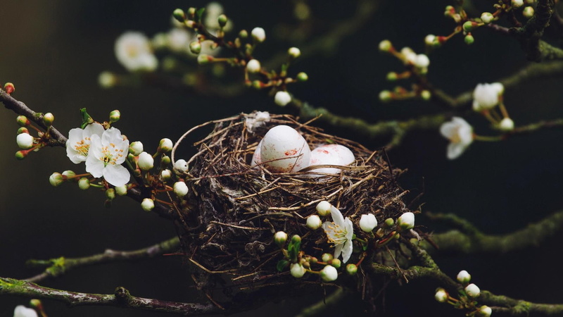 flower, flowers, spring, eggs, twigs, nest, 1080P, branches, egg